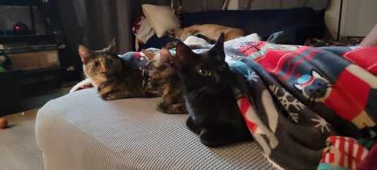 The Benefits of Having a Multi-Cat Household